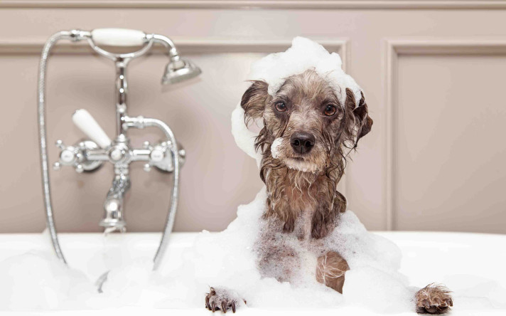 Dog happily showering under running water